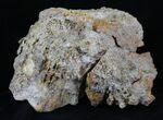 Agatized Fossil Coral Geode - Florida #30698-1